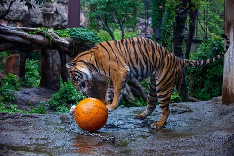 Tiger Ball Zoo Wallpaper Hd Animals 4k Wallpapers Images And