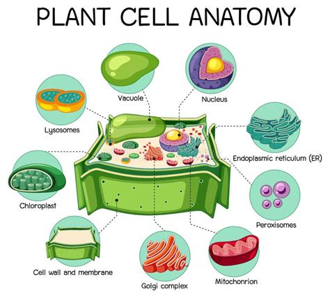 Anatomía Del Diagrama De Biología De Células Vegetales Ilustración Del