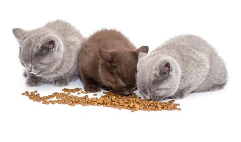 The Best Dry Cat Foods Of 2022 Petss