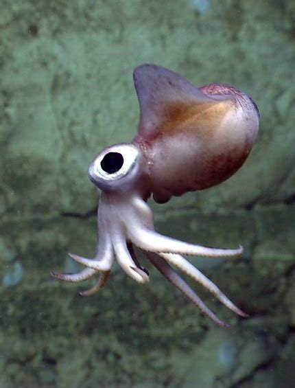 Typhlonectes Cephalopod Week Bobtail Squids Rhamphotheca