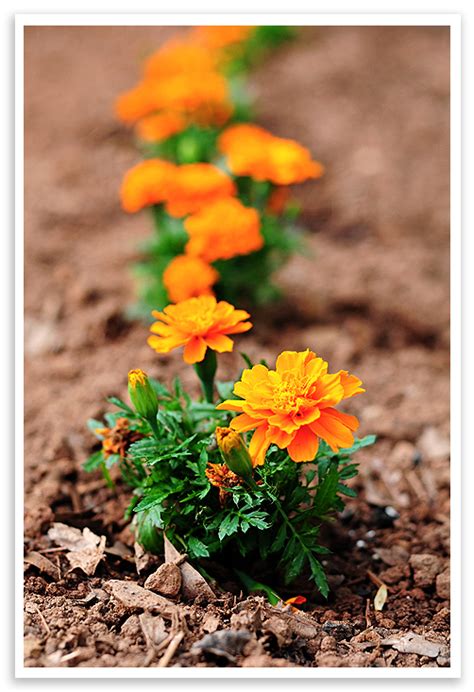Tips For Growing Marigolds She Wears Many Hats