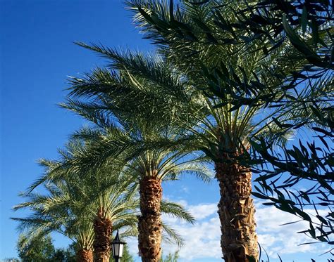 The Majestic Beauty Of Palms In The Nevada Desert