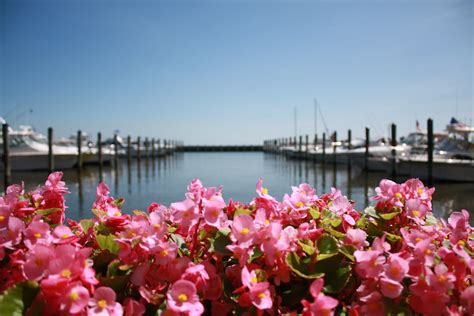 Chesapeake Beach Flowers 2 Pink Flowers By The Marina In C Flickr