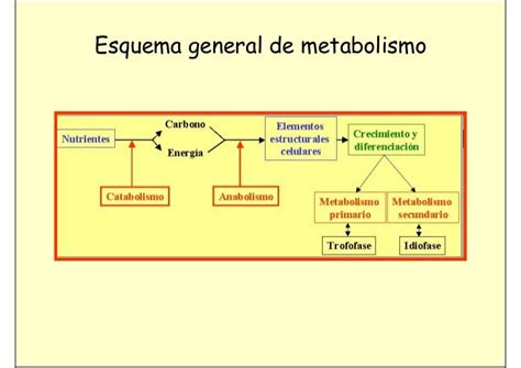 04 Metabolismo Mg 08 09