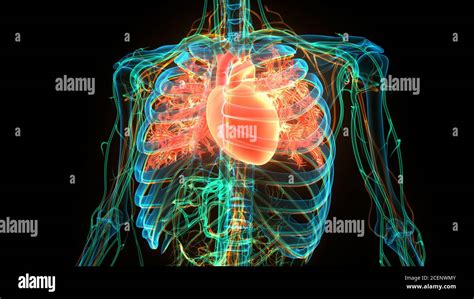 Human Heart Coronary Arteries Hi Res Stock Photography And Images Alamy