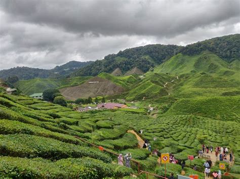 Cameron highlands is the best place to spend our holiday's time. The Perfect 2-Day Itinerary For A Family Holiday To ...