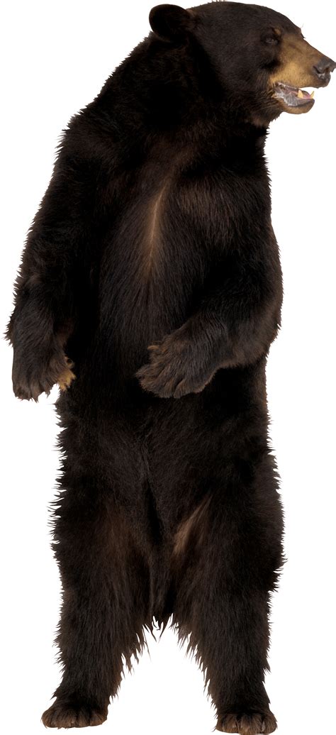 Brown Bear Png Png Image Collection