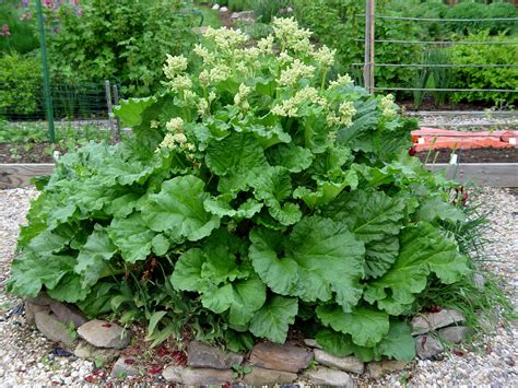 Garden Housecalls Rhubarb