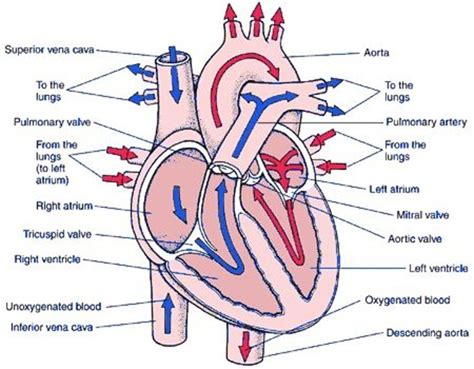 Steps Of Blood Flow In The Heart Diagram Quizlet