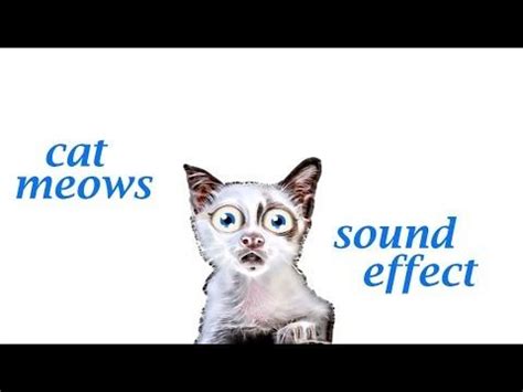 But opting out of some of these cookies may have an effect on your browsing experience. When A Cat Meows - Sound Effect - Animation | Cat meow ...