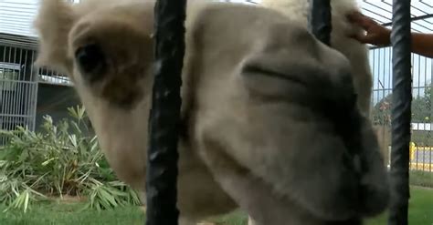 The woman then bit the camel's testicles, subsequently landing her in the hospital, though the extent of her possible injuries has not been made public. Florida Woman Gloria Lancaster Bit a Camel's Nuts ...