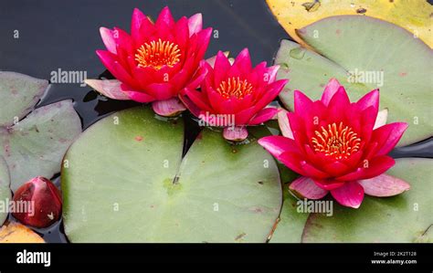 Red Water Lily Stock Photo Alamy