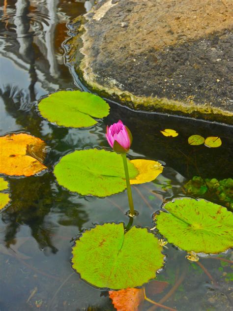 A Breathtakingly Beautiful Flower With Lily Pads