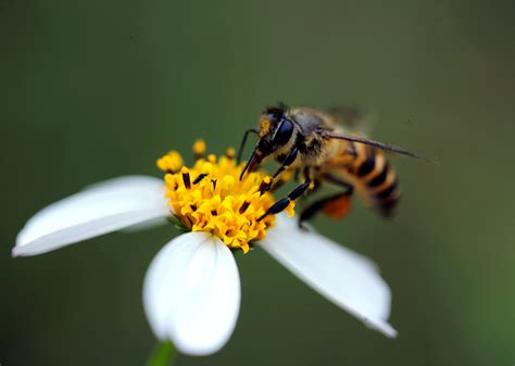 Macro Photography Of Bee · Free Stock Photo