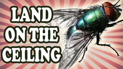 How Flies Land On The Ceiling Youtube