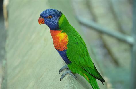 Rainbow Bird Photograph By Kathy Lewis Pixels