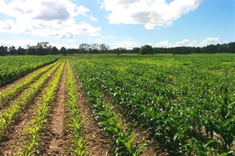Minnesota Corn Canopy Sensing And Nitrogen Management Agfax
