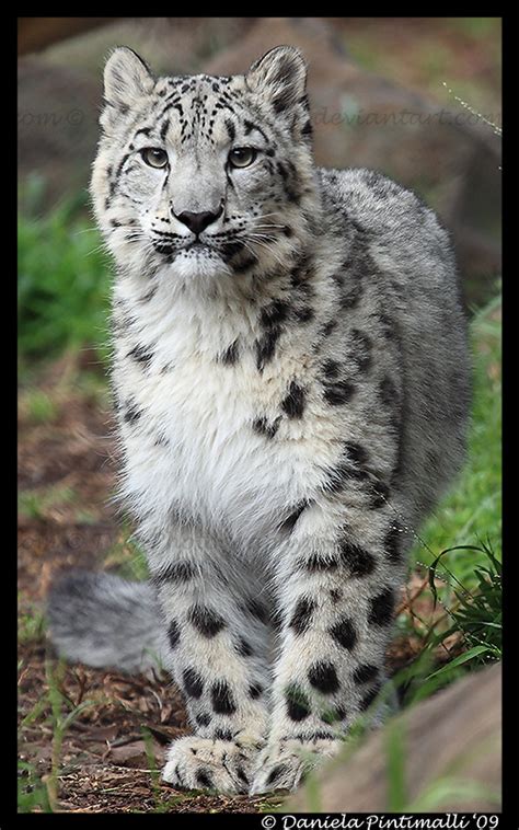 Baby Snow Leopard Stare By Tvd Photography On Deviantart