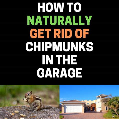How To Get Rid Of Chipmunks In The Garage Diy Remedies Bugwiz