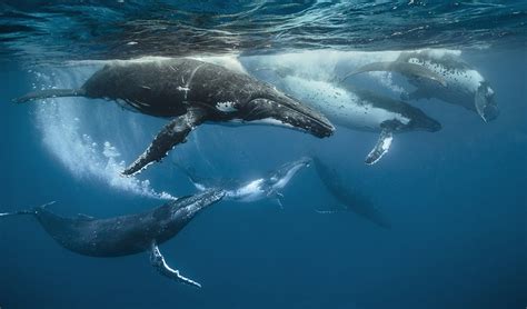 Humpback Whales The Brawl To Mate Australian Geographic