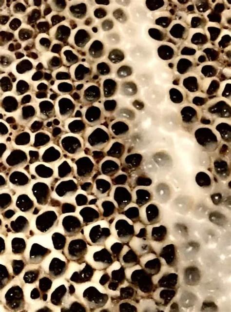 People Share Their Unexpected Trypophobia Moments