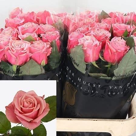ROSE ADELE 70cm Wholesale Dutch Flowers Florist Supplies UK