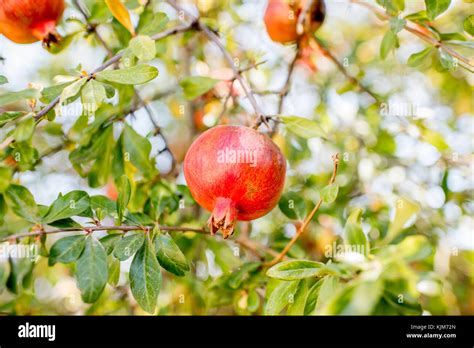 Pomegranate Fruit On The Tree Stock Photo Alamy