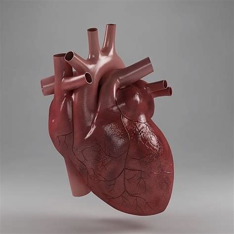 Anatomy Heart 3d Model Cgtrader