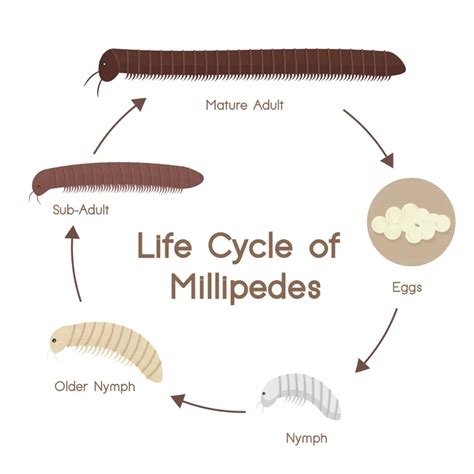 Life Cycle And Lifespan Of Giant Millipedes Explained Keeping Bugs