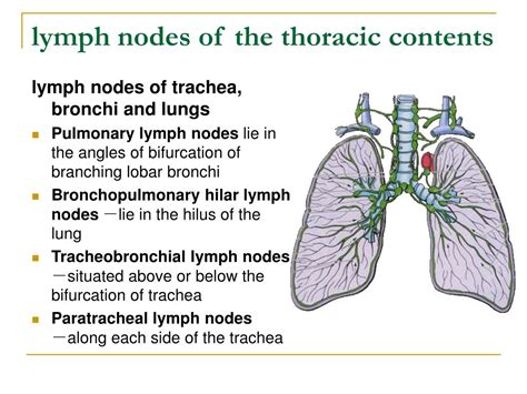 Ppt Thorax Powerpoint Presentation Free Download Id628150