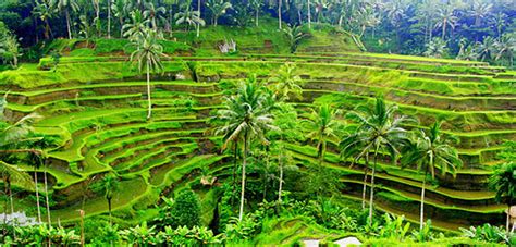 Tegalalang Rice Terrace Visit Bali And Discover The Island Of Gods