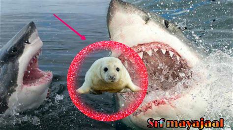 Seal Vs Shark একি দেখলাম নিজের চোখে না দেখলে বুঝতে পারবেন না Youtube