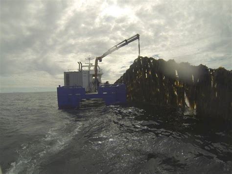 Ses Gain 40000 Tons In Seaweed Deal
