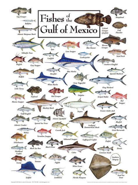Gulf Coast Fish Chart