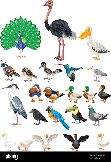 Different Kind Of Wild Birds Illustration Stock Vector Image And Art Alamy