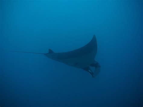 Two Manta Ray Hotspots In Waters Near Bali Identified In New Research