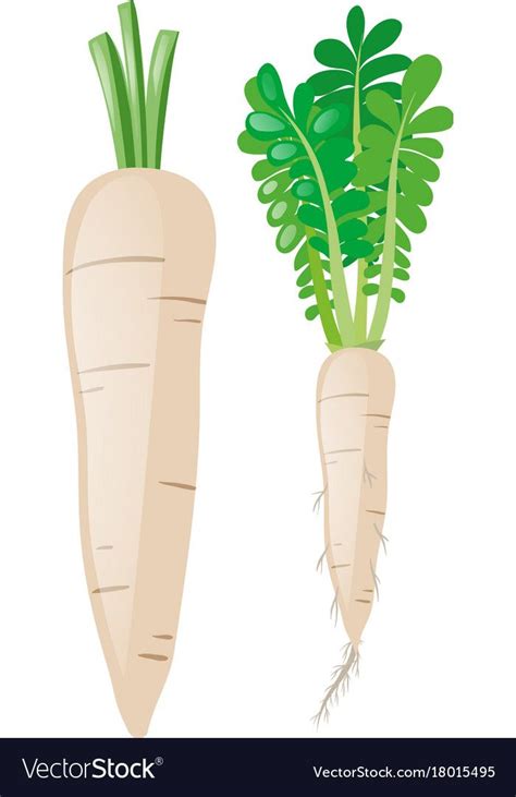 White Carrots On White Background Royalty Free Vector Image Vegetable