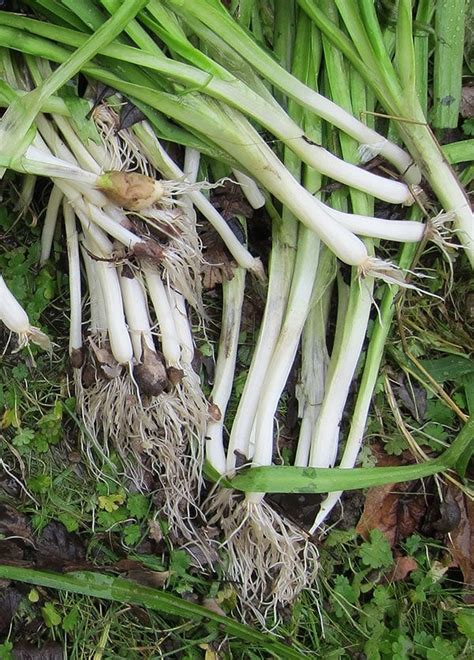 How To Harvest Wild Onion Gathering Edible Wild Onions Hank Shaw