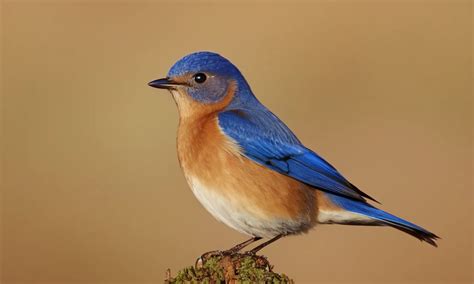 Bluebird Symbolism And Meaning Your Spirit Animal