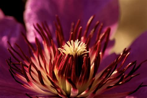 Ingyenes Képek Természet Kivirul Fényképezés Virág Virágszirom