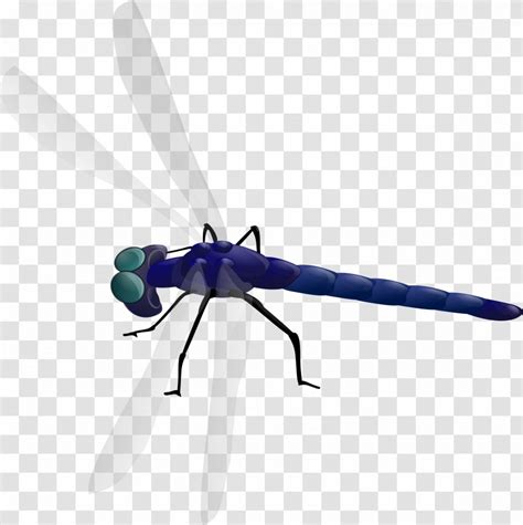Dragonfly Insect Clip Art Animation Transparent Png