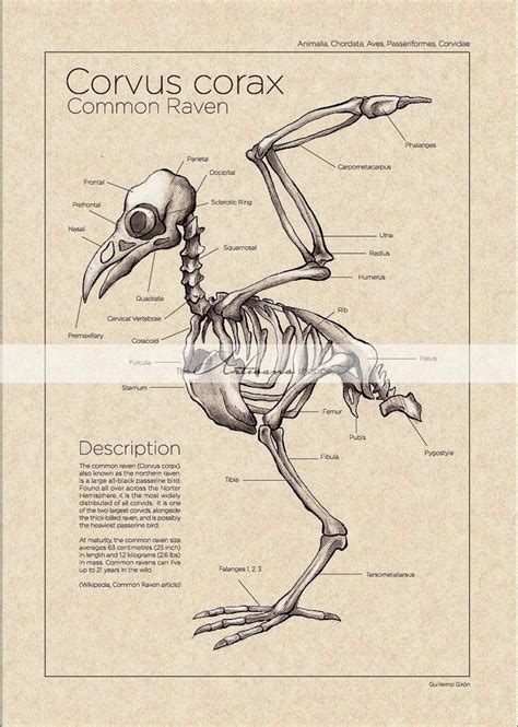 Printable Art Instant Download Raven Crow Skeleton Diagram Vintage