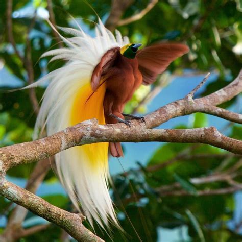 Tim Laman On Instagram “photos By Timlaman The Male Lesser Bird Of Paradise Is An Explosion