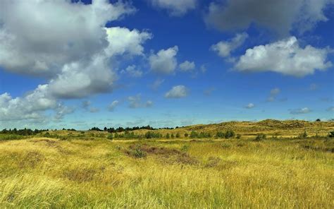Sky Summer Field Grass Wallpaper 2560x1600