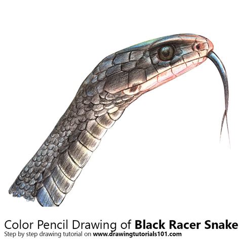 Eastern racer, black racer, black snake, brownchin racer, everglades racer, racer, southern black racer. Black Racer Snake Colored Pencils - Drawing Black Racer ...