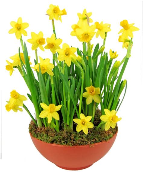 Spring Awakens To Easter Daffodils Zeidlers Flowers