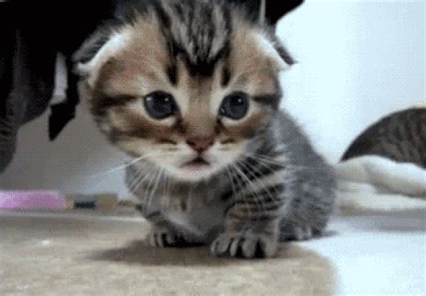 13 Adorable Kitten S That Will Make You Never Want To Leave The