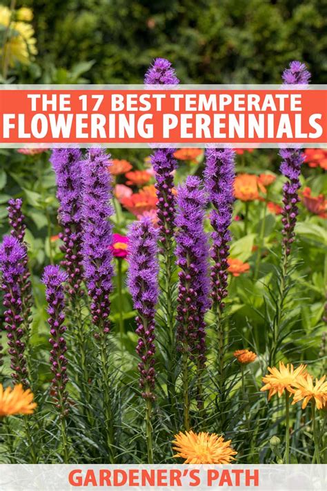 17 Flowering Perennials That Will Grow Anywhere Gardeners Path