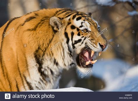 Baring His Teeth High Resolution Stock Photography And Images Alamy