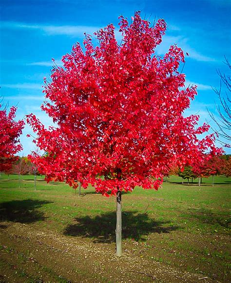 Red Maple Tree Characteristics Tn Nursery